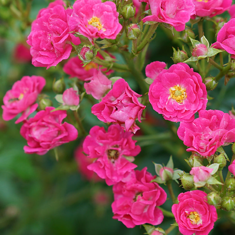 Oso Easy Ringo Roses Oso Easy Peasy® Rose
