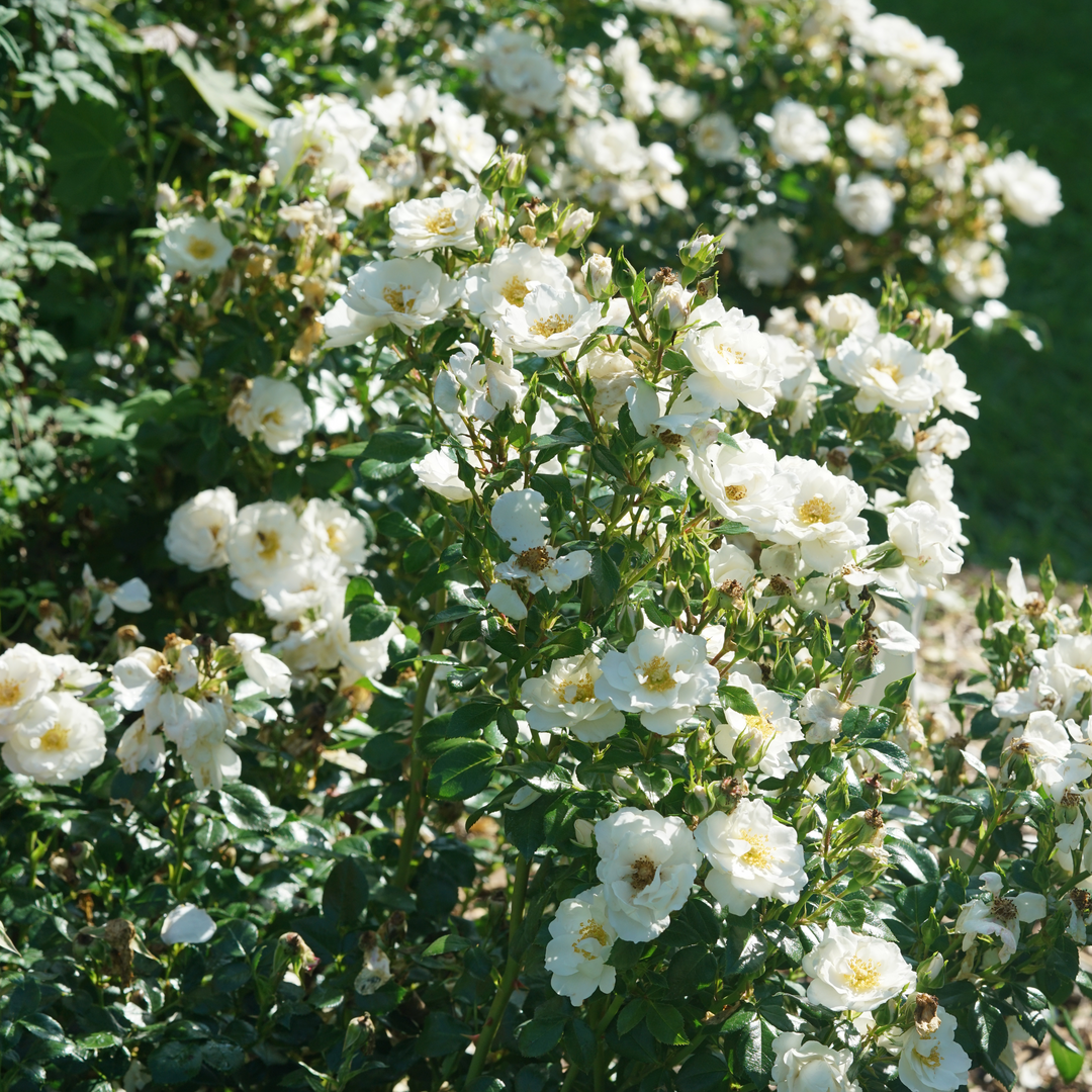 Oso Easy Ice Bay Rose is low maintenance.