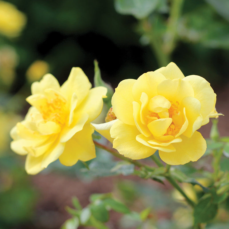Two bright yellow flowers on Oso Easy Lemon Zest rose.