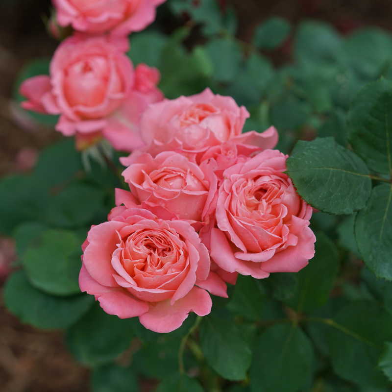 Reminiscent™ Coral Rose Vibrant coral flowers bloom from summer into fall!