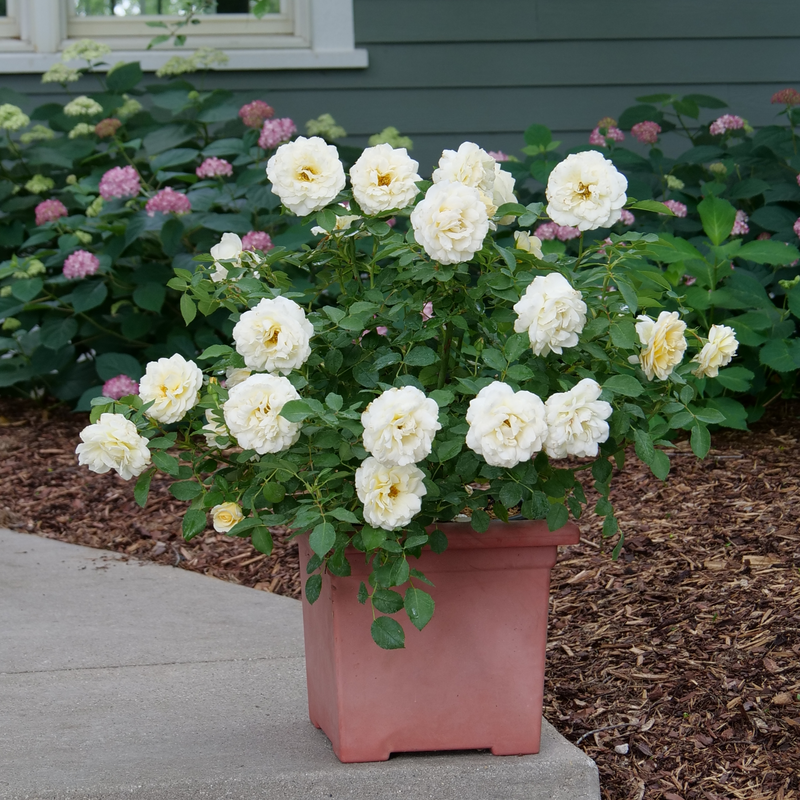 Reminiscent™ Crema Rose grows well in containers