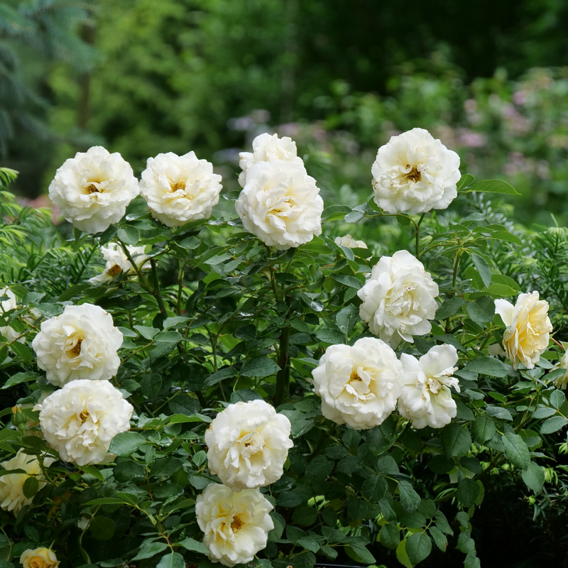 Reminiscent™ Crema Rose has creamy white flowers from summer to frost