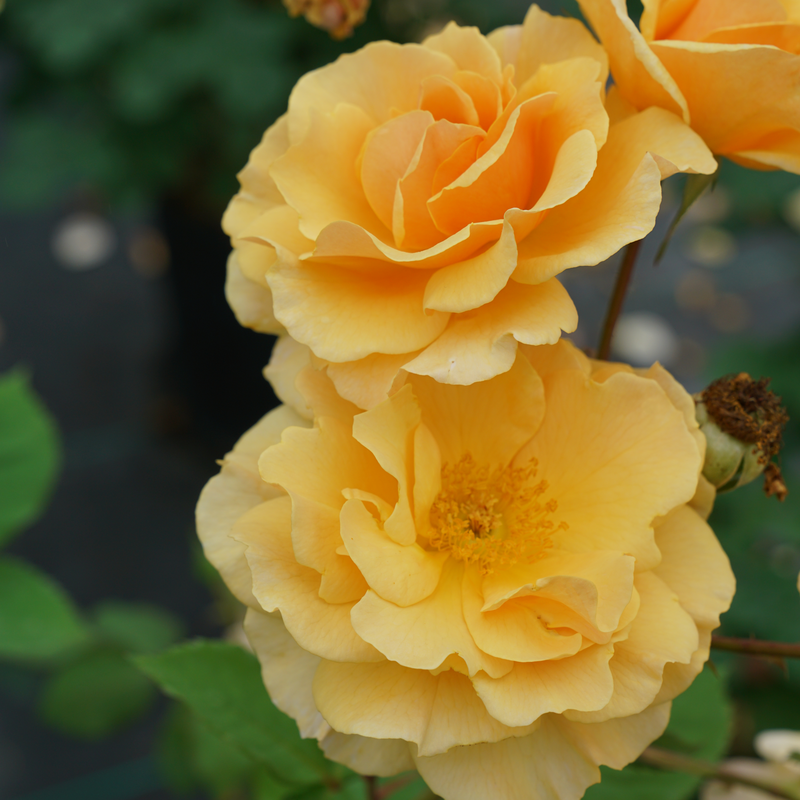 Rise Up Amberness™ Climbing Rose climbs to reach 3-5 feet tall at maturity.