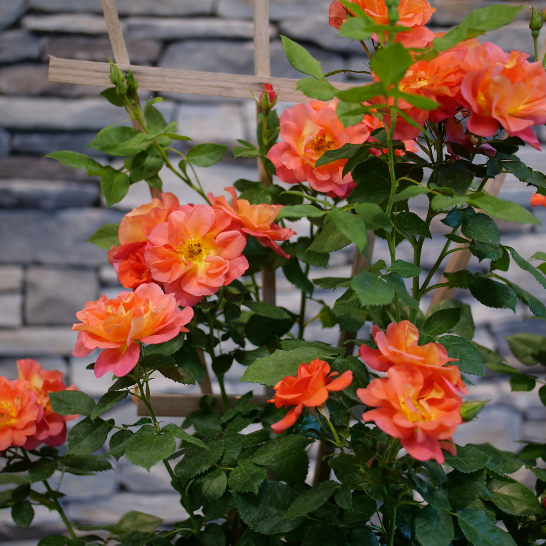 Rise Up Emberay Climbing Rose is deer resistant.