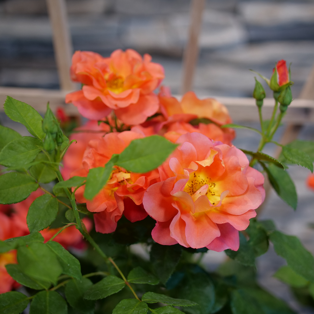 Ember Rise Flower Rise Up Emberays™ Climbing Rose