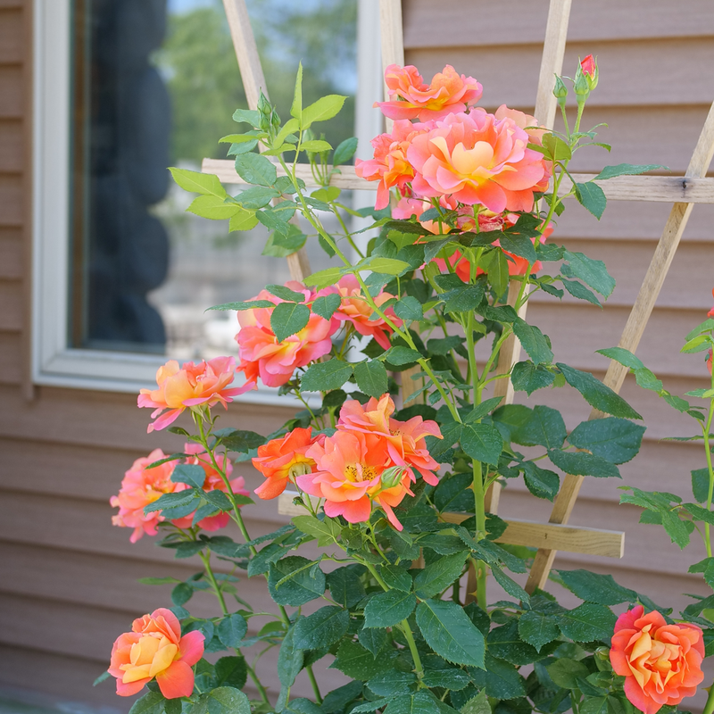 Ember Rise Flower Rise Up Emberays™ Climbing Rose