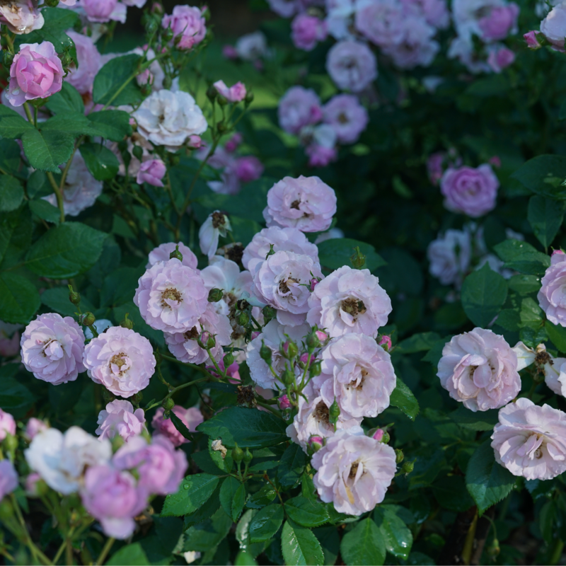 Rise Up Lilac Days™ Climbing Rose