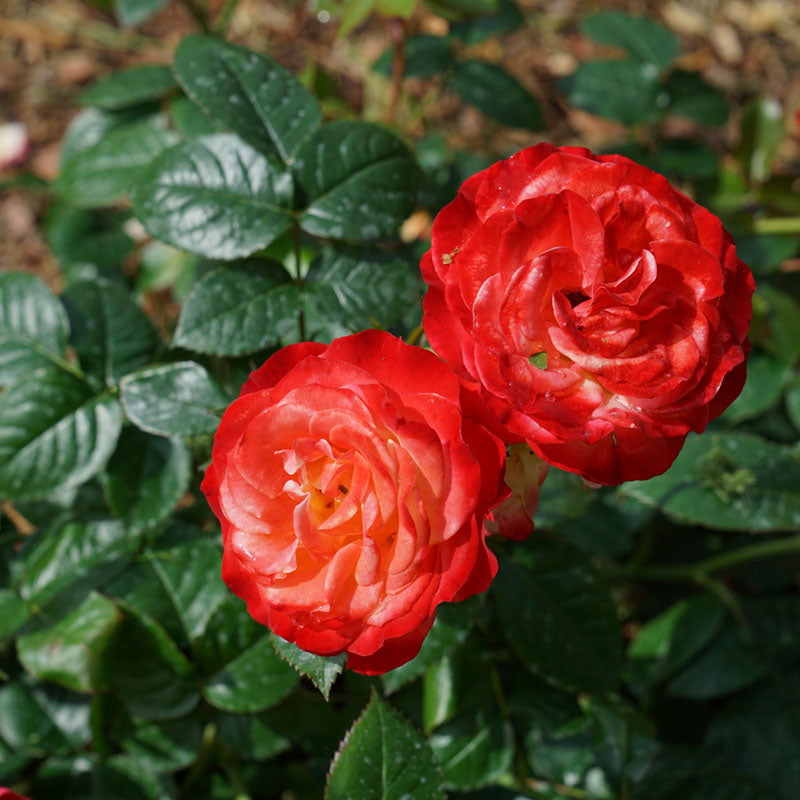 Close up of Oso Easy En Fuego rose fire red color blooms.