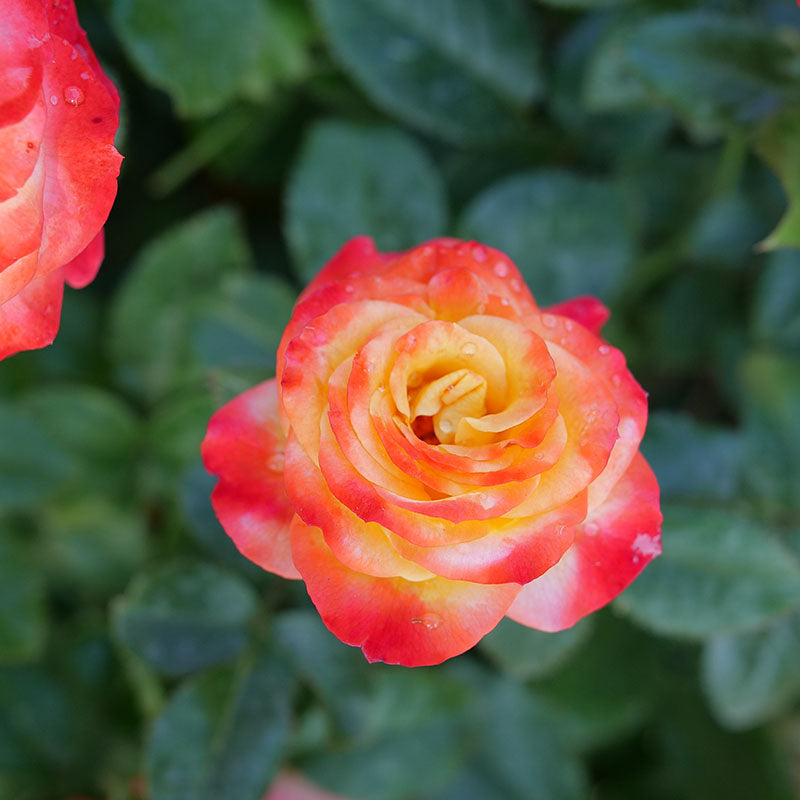 Close up of Oso Easy En Fuego rose bloom.
