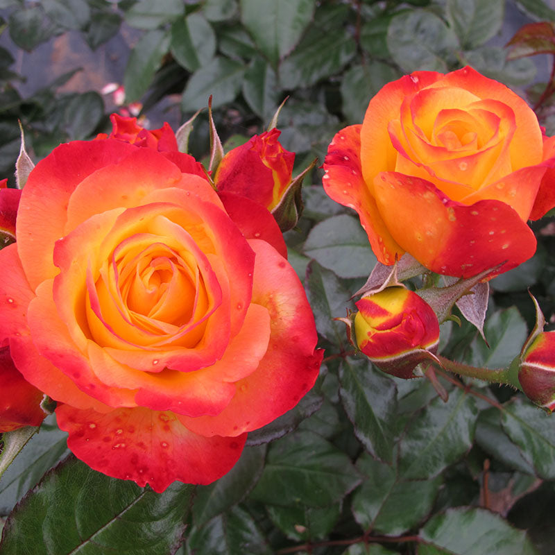 Close up of Oso Easy En Fuego rose with yellow and fire red blooms.