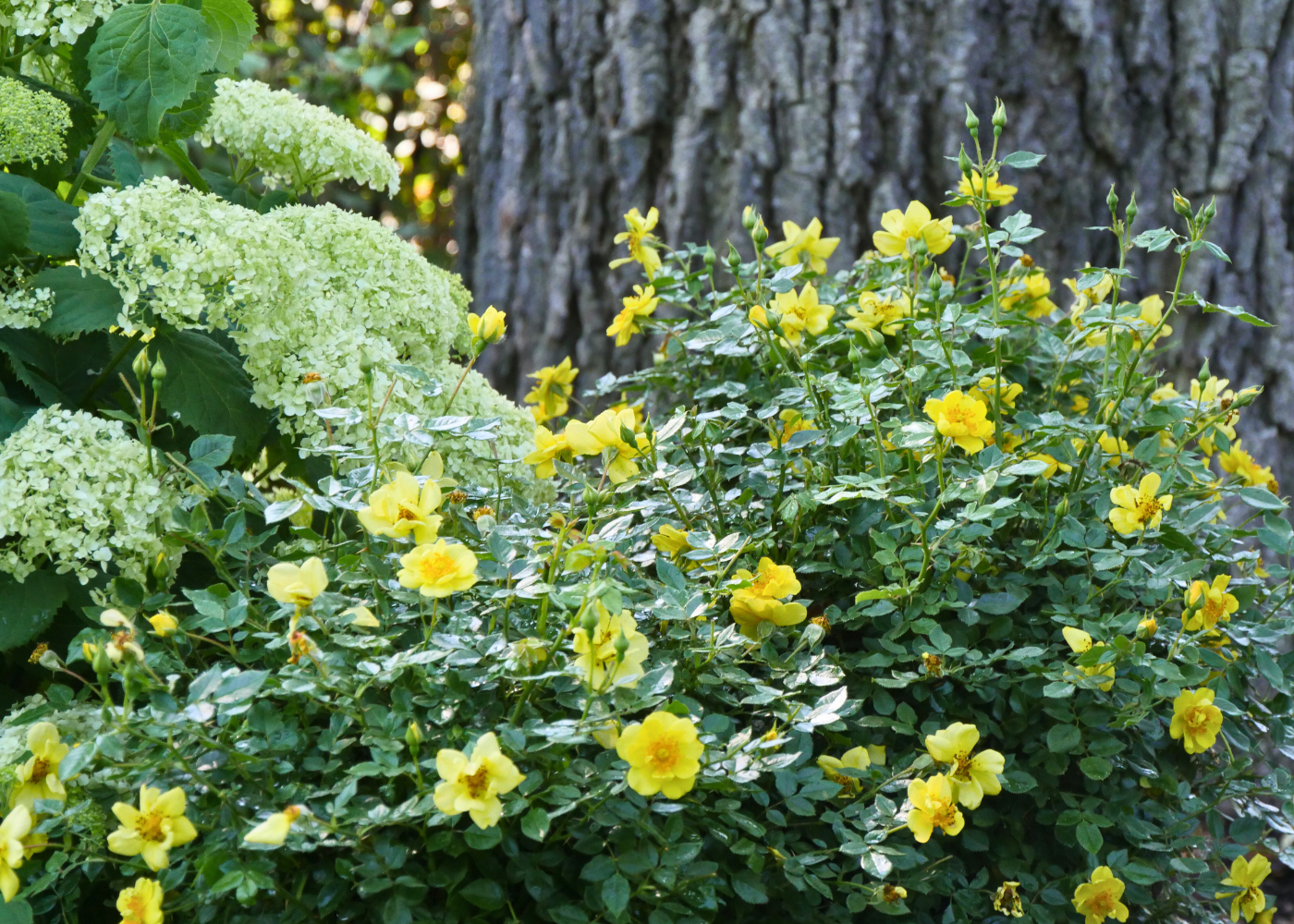 Yellow roses and white hydrangeas in garden bed