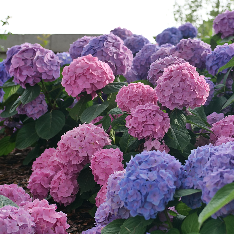 Pink and blue hydrangeas in the garden