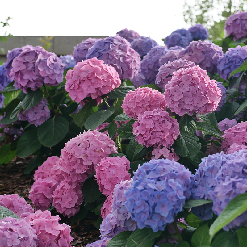 Let's Dance Skyview Hydrangea - Proven Winners 2 Gallon Shrub With Reliable Year-Round Blooms