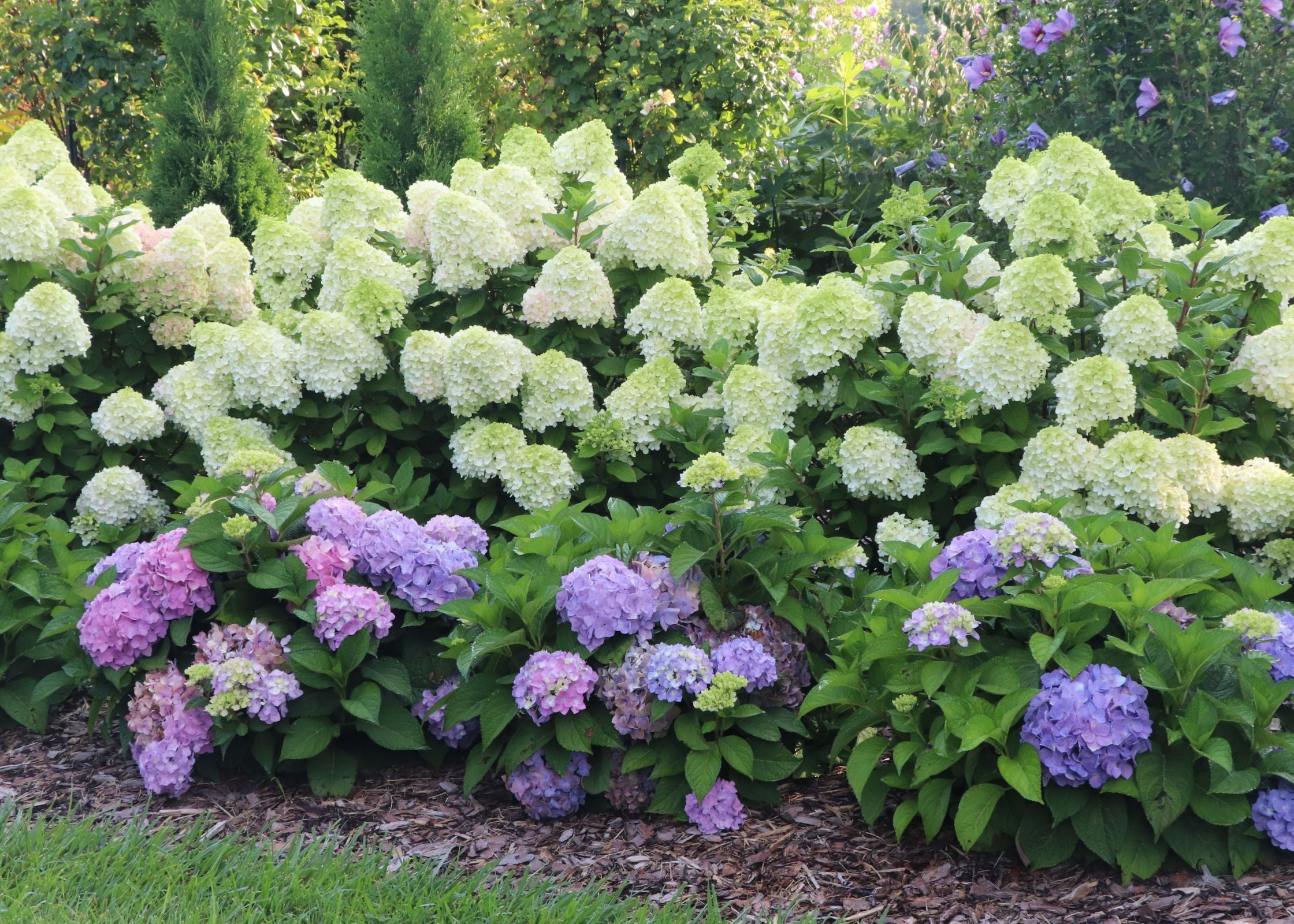 All Things Hydrangea | Buy Hydrangeas Online