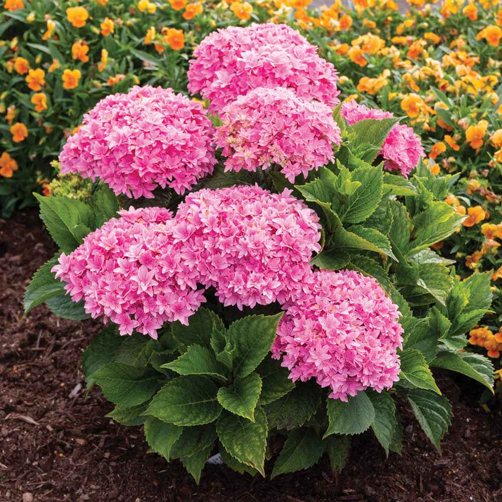 Starfield Bigleaf Hydrangea with pink flowers and green leaves in the garden 