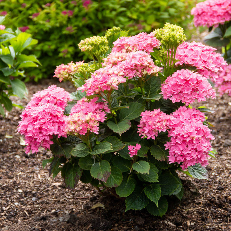 Starfield Bigleaf Hydrangea with pink flowers and green leaves in the garden