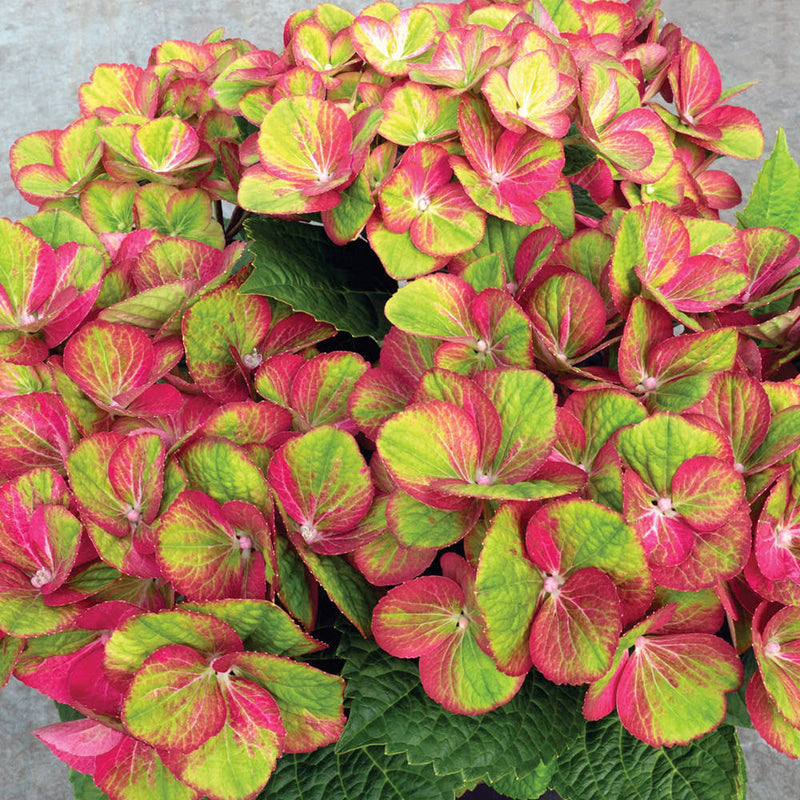 Close up picture of Tilt-A-Swirl Bigleaf Hydrangea with green and pink flowers