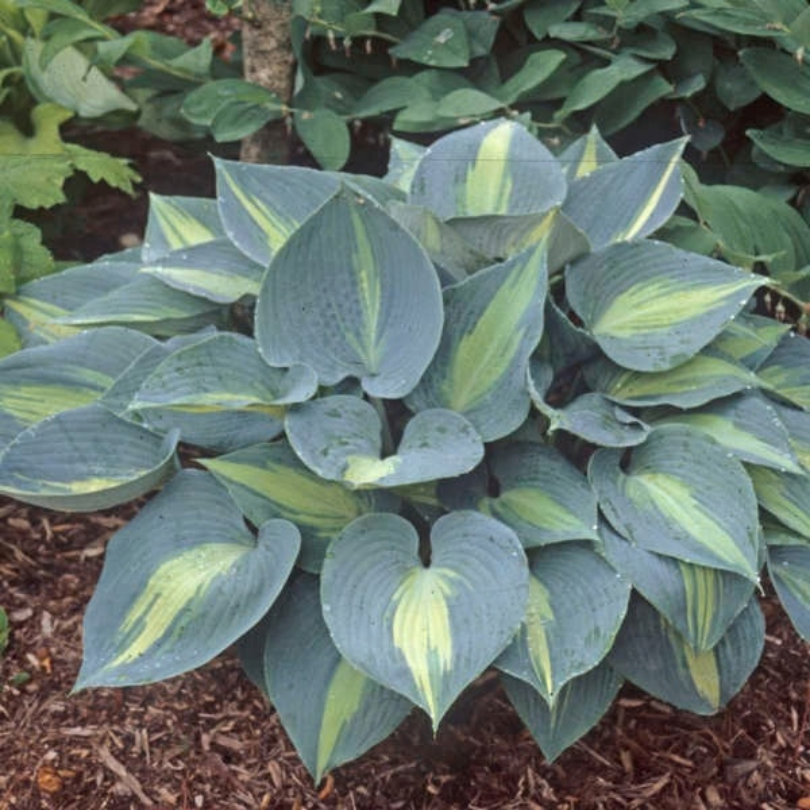 Variegated green and yellow 'Touch of Class' hosta plant in a garden setting.