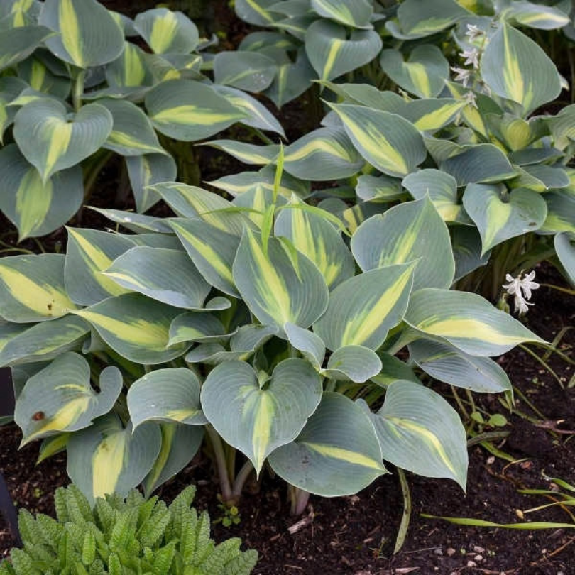 Hosta plants with variegated green and yellow leaves growing in dark soil, with a small green succulent in the foreground.