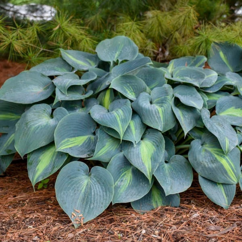 'Touch of Class' hosta with cool-toned blue/green foliage planted next to a pine tree.