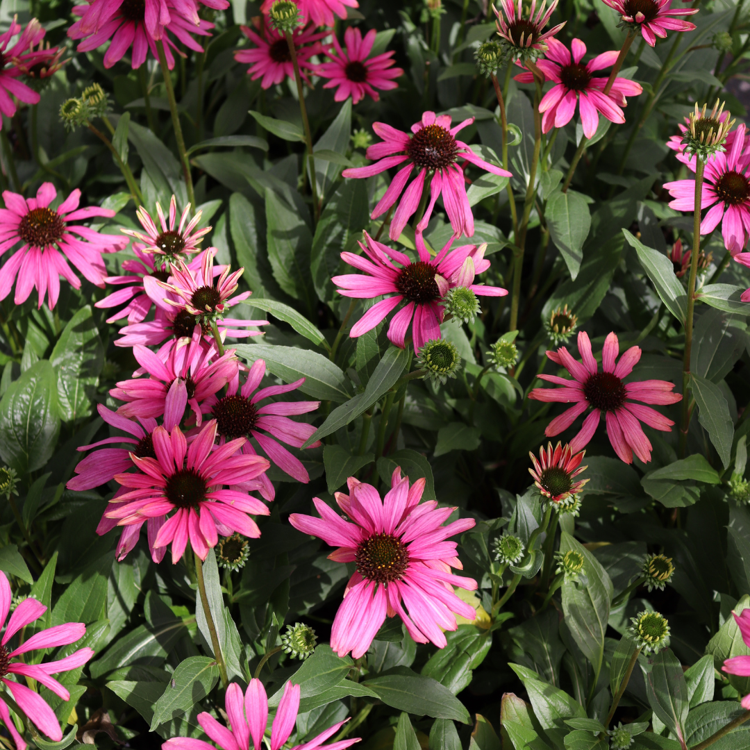 Close up of Purple Emperor Coneflower with large ultra rich magenta blooms.