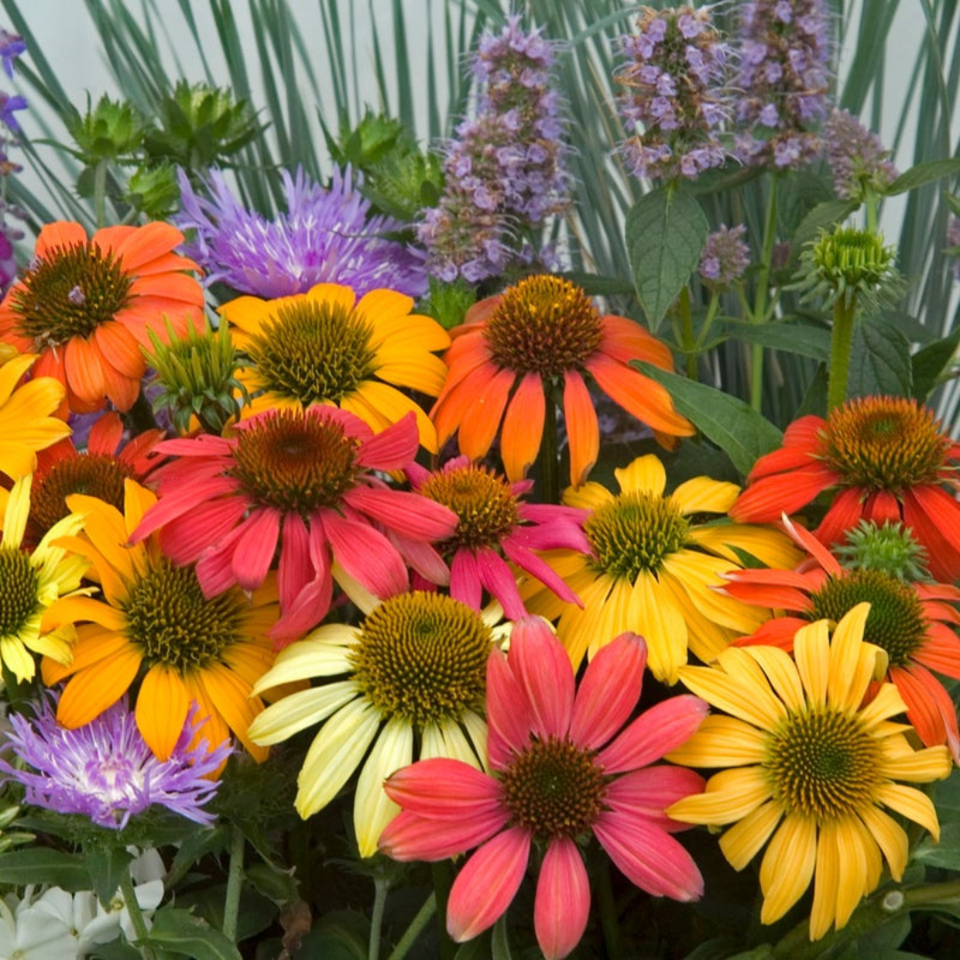 Cheyenne Spirit Coneflower with red, yellow, and orange blooms. 