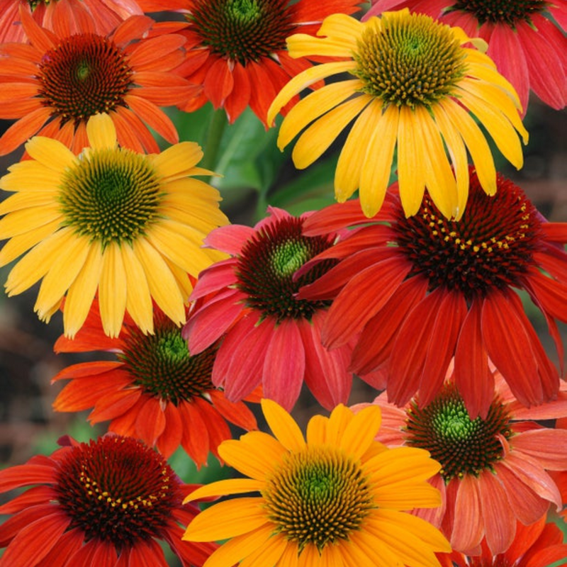 Close-up of red, orange, scarlet, and yellow Cheyenne Spirit Coneflower blooms.