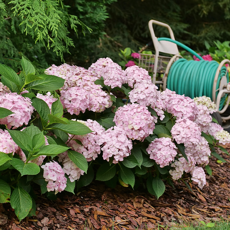 Peach Coloured Hydrangea