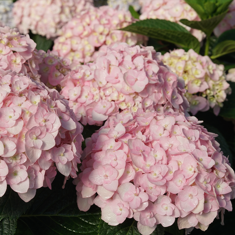 Close up image of pink hydrangea flowers