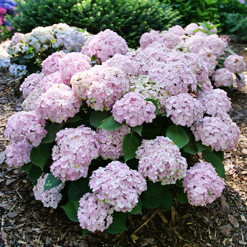 Pink hydrangeas in a garden hedge 