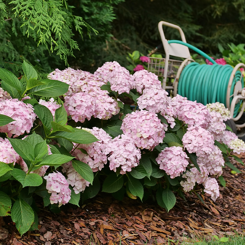 Pink hydrangeas in a garden hedge with hose in background