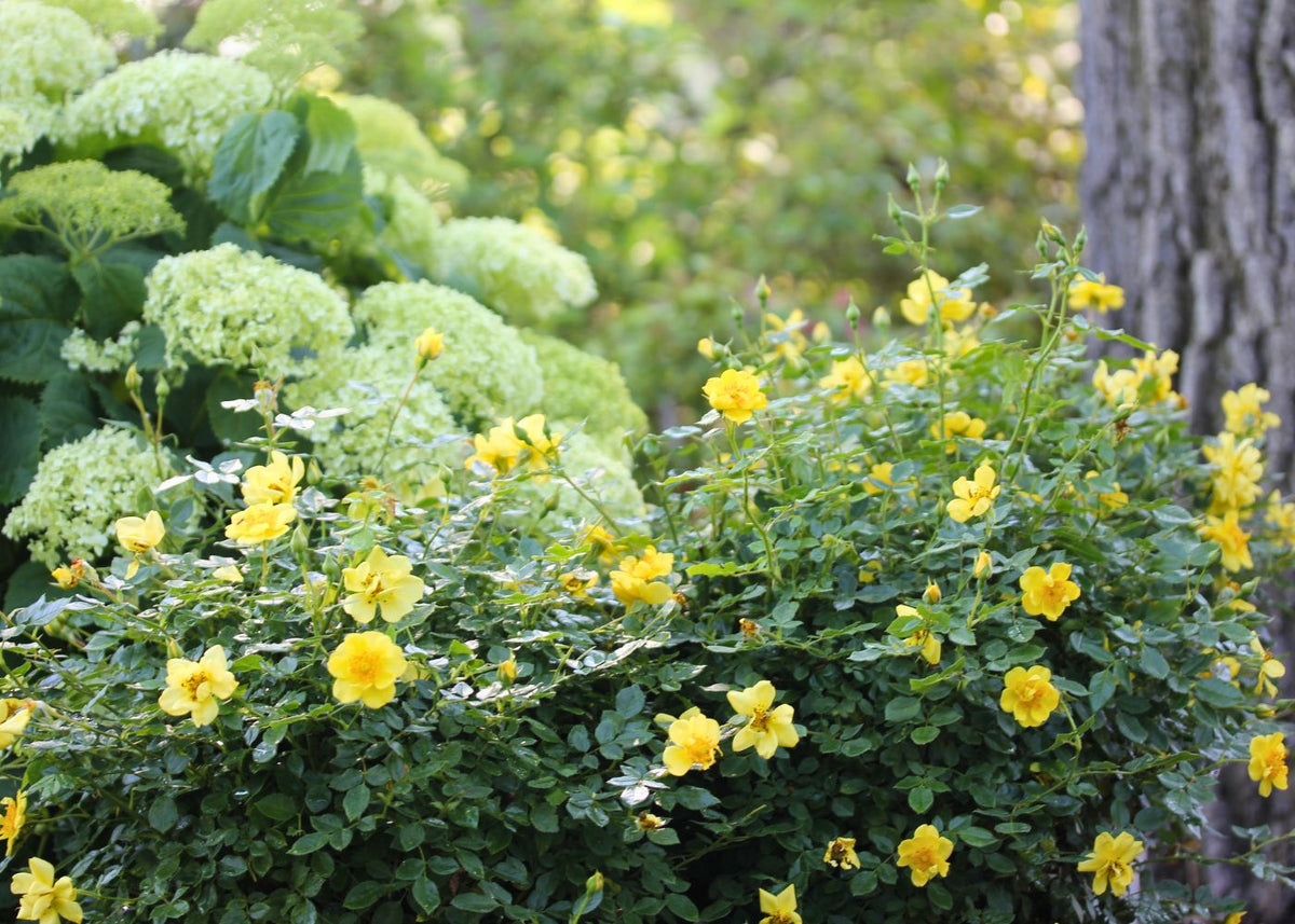 Garden with yellow roses and Incrediball smooth hydrangeas