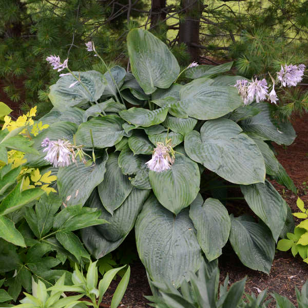 Empress Wu Hosta is one of the largest hostas.