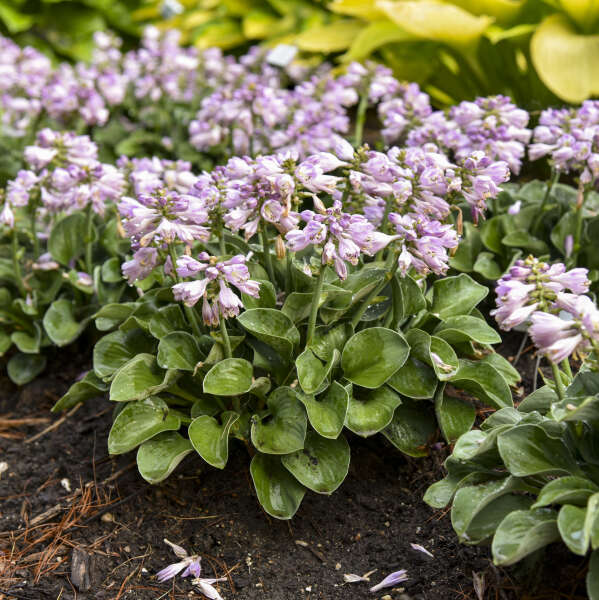 Blue Mouse Ears Hosta with pink flowers and handsome green foliage planted in a landscape.