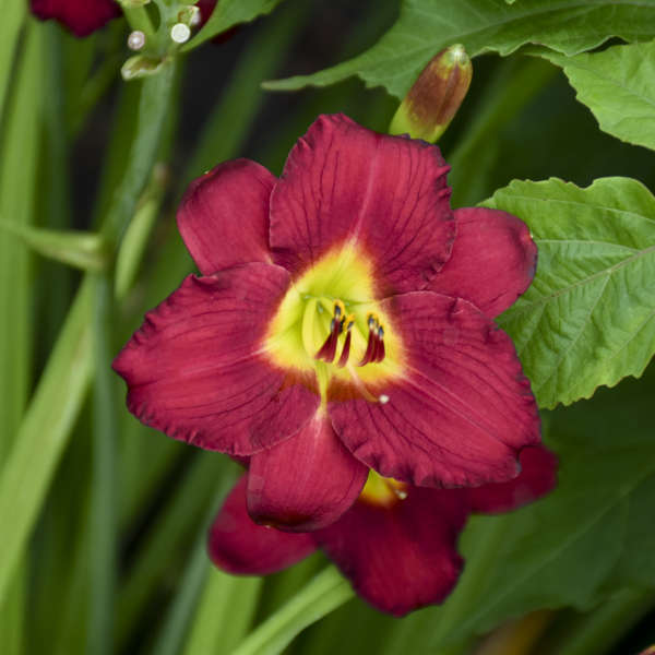 Close-up of a cranberry-colored Pardon Me Daylily bloom with green foliage.