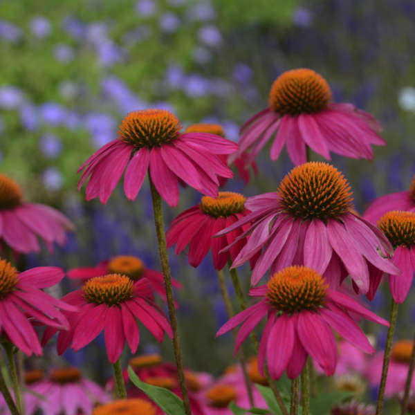 PowWow Wild Berry Coneflower is early blooming relative to most echinaceas