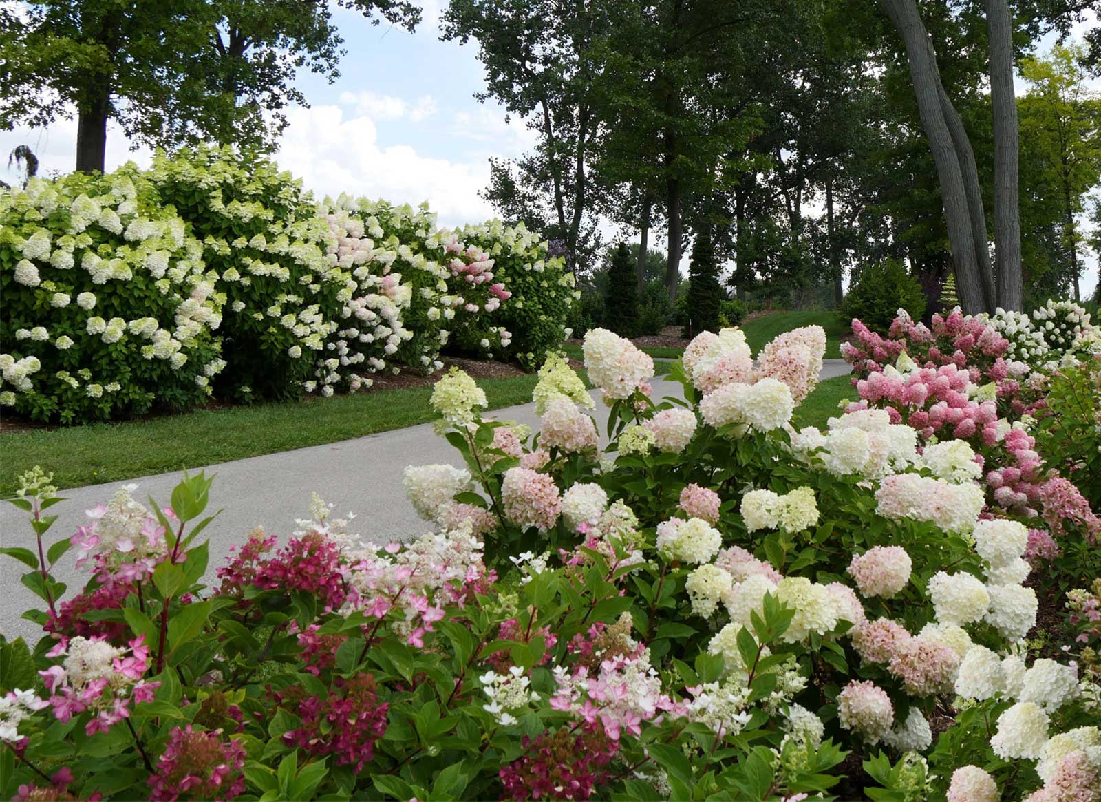 various hydrangeas with white and pink flowers being used as hedges in a park like setting