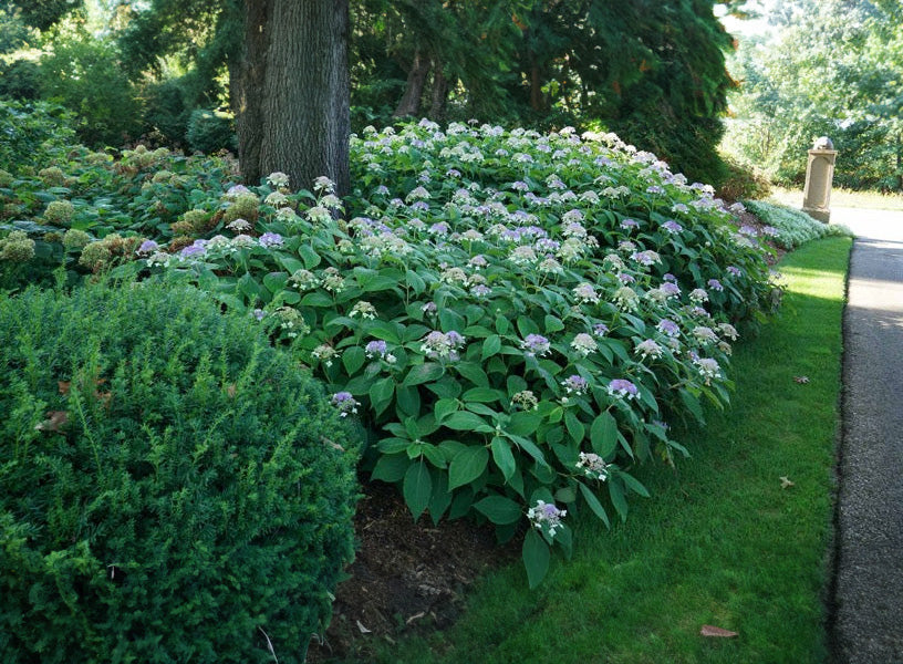 Bracted Hydrangea shrubs in a shade garden