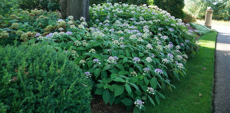 Blue Bunny Bracted Hydrangea being used as a hedge, dense green foliage and blue flowers