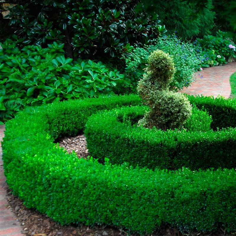 Green Velvet Boxwood creating a spiral hedge in a garden.