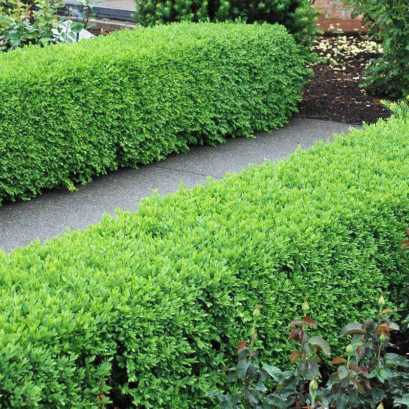 Rows of Green Velvet Boxwoods with rich green foliage lining a path.