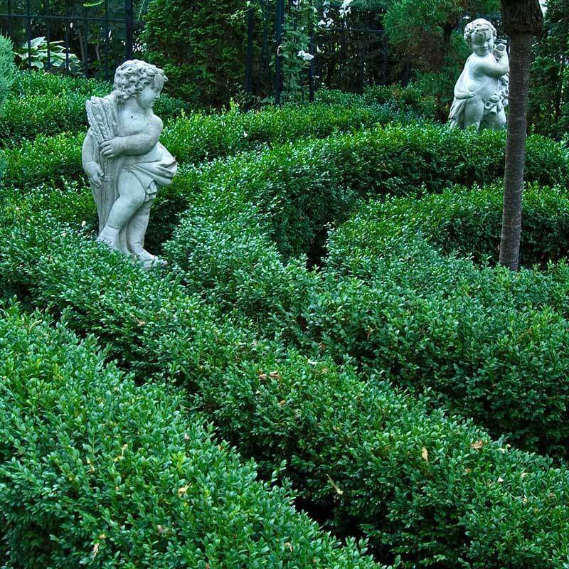 Green Velvet Boxwoods creating a spiral hedge around a tree in a garden with two stone statues.