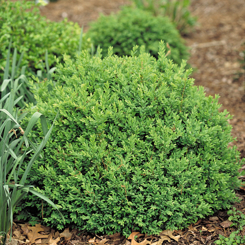 North Star® Boxwood is an evergreen with year-round appeal.