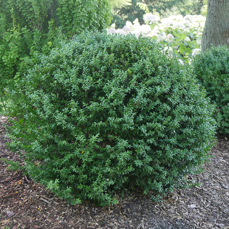 North Star® Boxwood its globe-shaped shrub makes an excellent growing hedge.