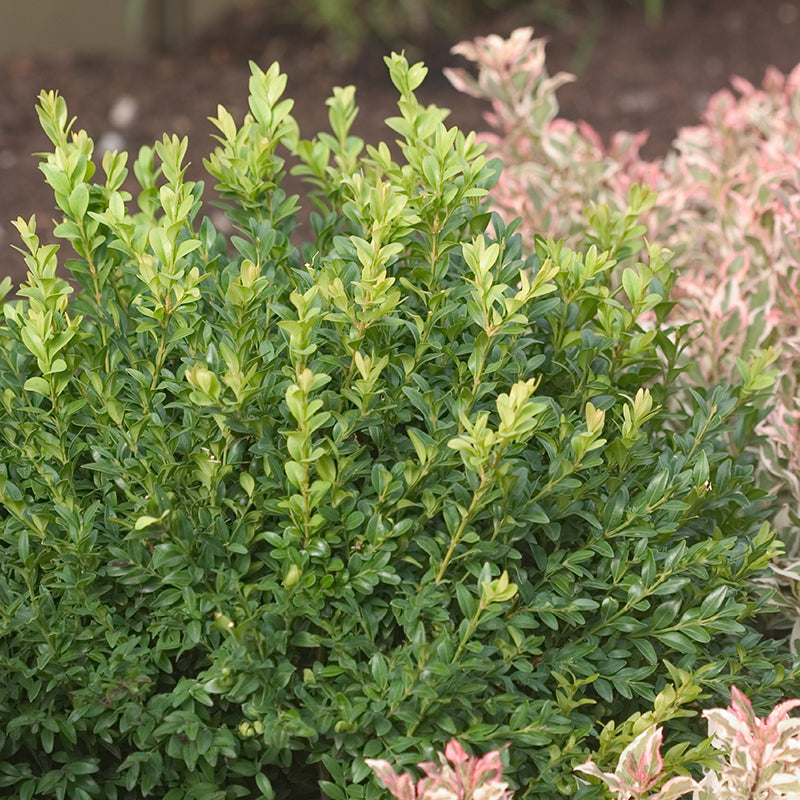 North Star® Boxwood is the perfect low-maintenance way tp add year long color and texture to any garden.