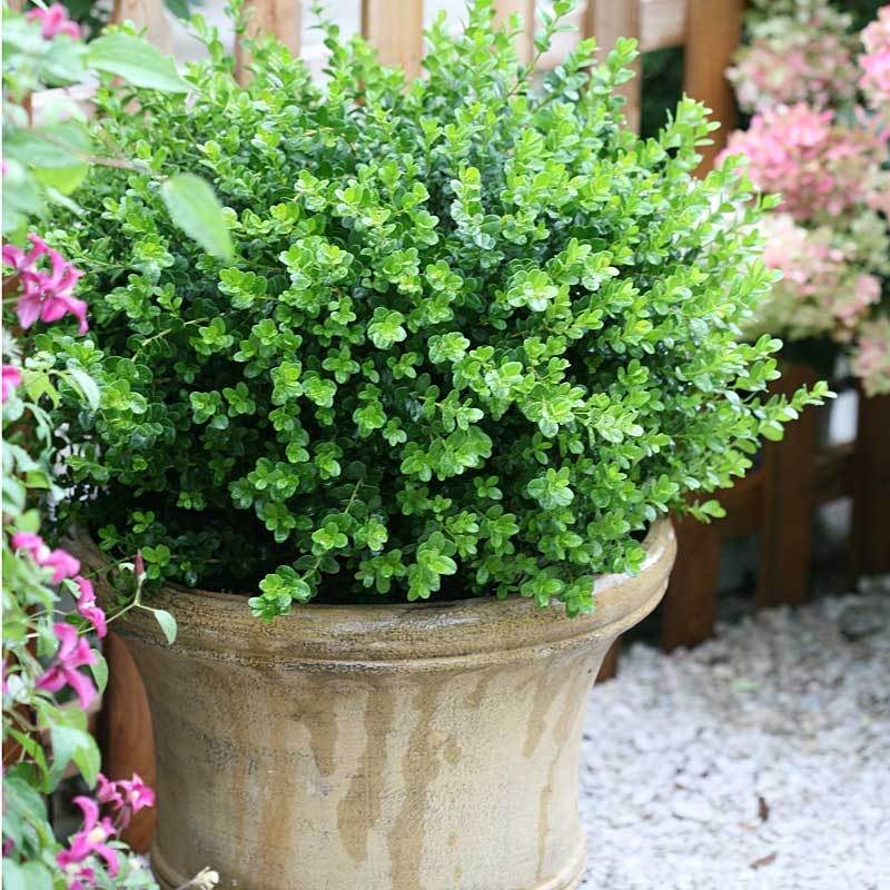 Sprinter Boxwood is an ultra cold hardy evergreen shrub