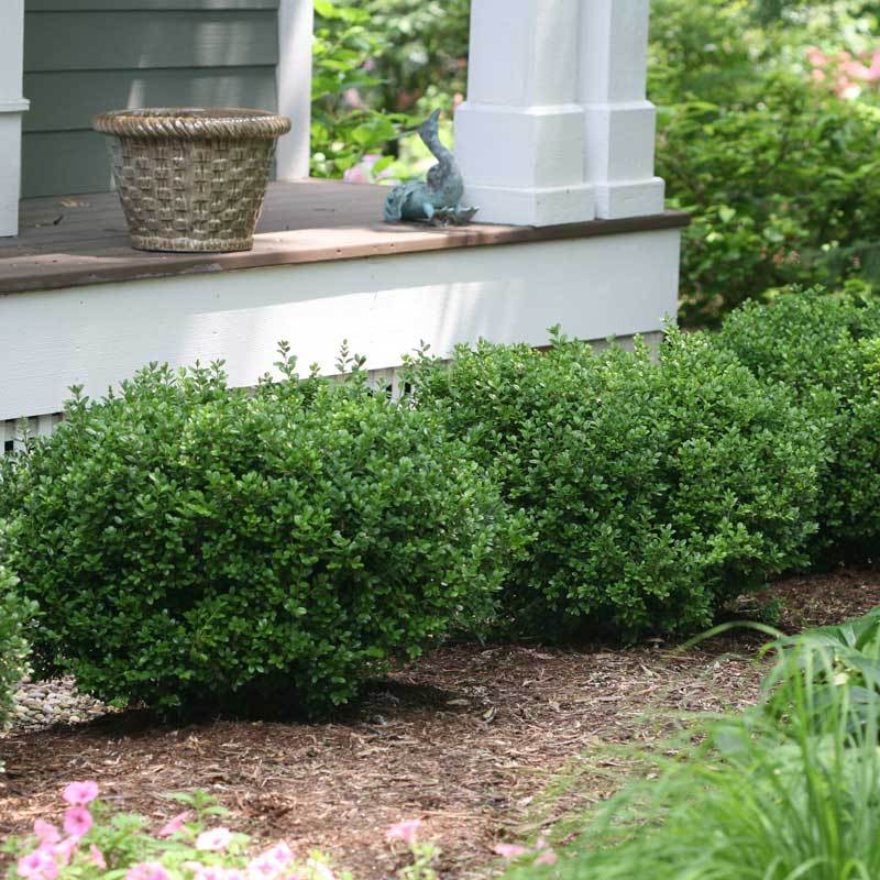 Sprinter Boxwoods fast growing habit makes it ideal for low growing year round hedge