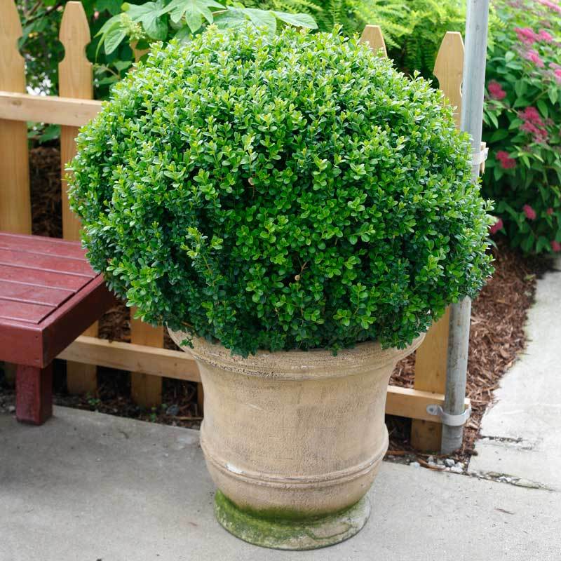 Sprinter Boxwood is easy to grow in containers