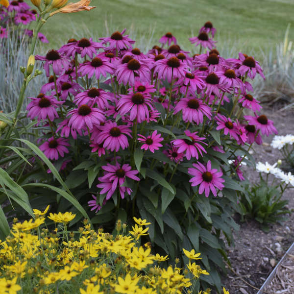 Large magenta Purple Emperor Coneflower blooms on sturdy stems in a garden.