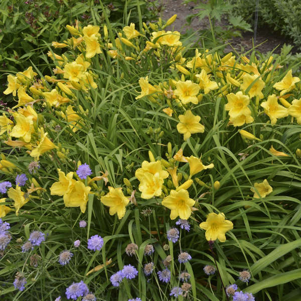 Happy Returns Daylily in a garden with a purple flowered plant.